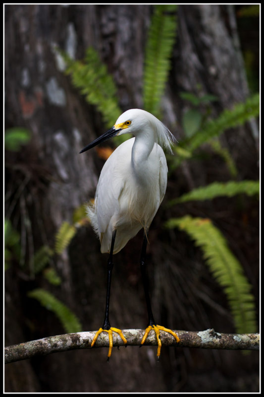 Snowy Egret (Egreta thula)