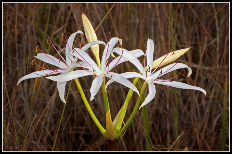 String Lily (Crinum americanum)