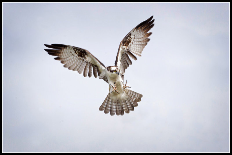 Osprey