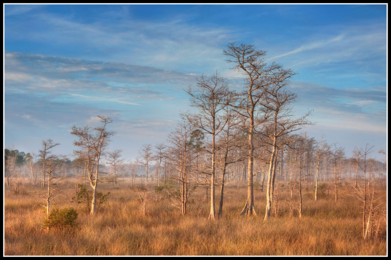 Florida Landscape, Big Cypress Preserve
