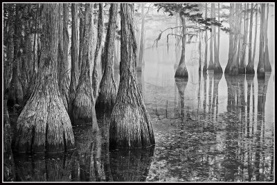 Cypress Pond 