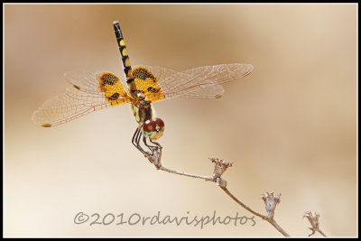 Amanda's Pennant (Celithemis amanda)