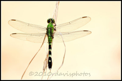 Eastern Pondhawk (Erythemis simplicicollis)