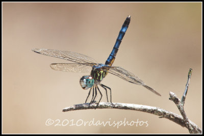 Blue Dasher (Pachydiplax longipennis)