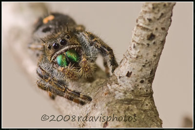 Phidippus Jumper (Phidippus sp.)