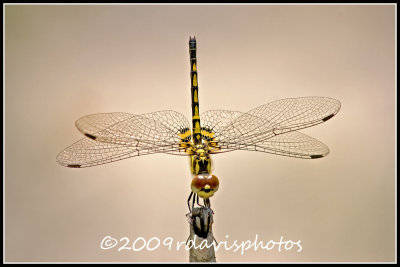 Faded Pennant (Celithemis ornata)