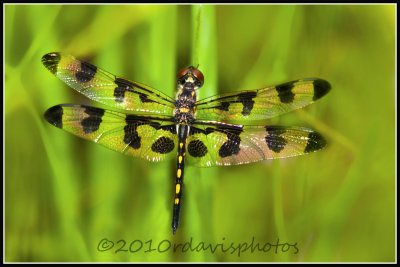 Banded Pennant Dragonfly (Celithemis fasciata)