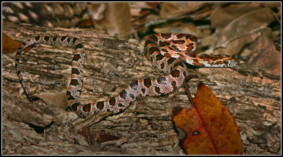 Corn Snake (Elaphe guttata guttata)