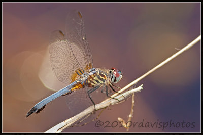 Blue Dasher (Pachydiplax longipennis)