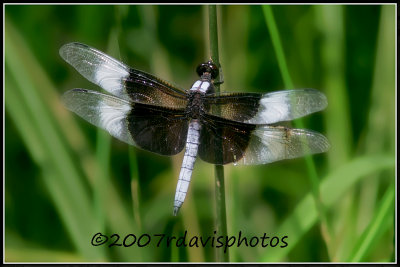 Widow Skimmer Dragonfly (Libellula lictuosa)