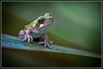 Bird-voiced Tree Frog (Hyla avivoca)