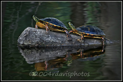 Southern Painted  Turtle (Chrysemys picta dorsalis)