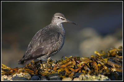 Wandering Tattler (Heteroscelus incanus)