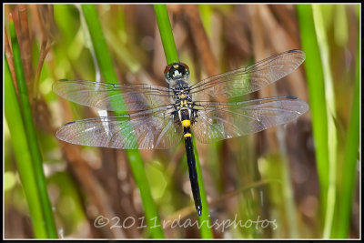 Double-ringed Pennant (Celithemis verna)