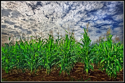 Corn Field and Clouds