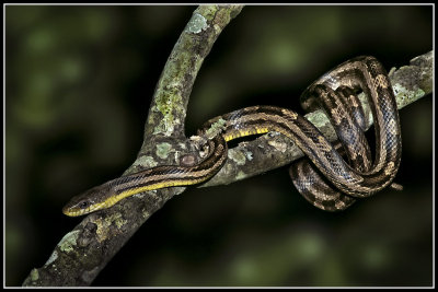 Intergrade  Rat  Snake (Elaphe o. spiloides X Elaphe o. quadrivitta)