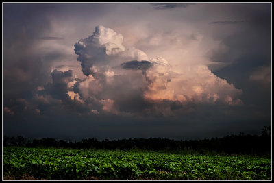 Storm Cell Over Cotton Field