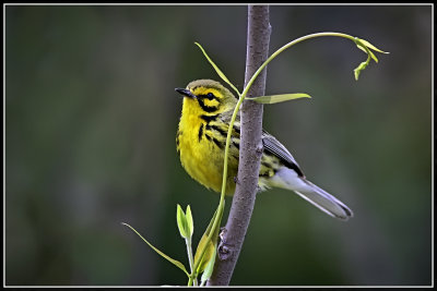 Prairie Warbler (Dendroica discolor)