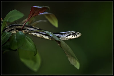 Gray Rat Snake (Elaphe obsoleta spiloides)