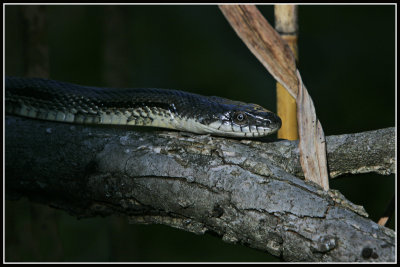 Black Rat Snake (Elaphe obsoleta obsoleta)