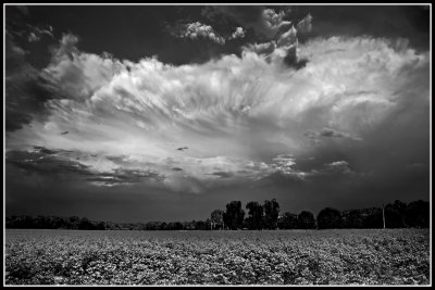 Clouds Over Cotton Field