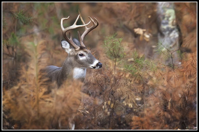 Virginia White-tailed Deer (Odocoileus virginianus)