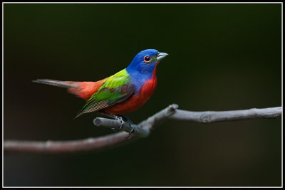 Painted Bunting (Passerina ciris)