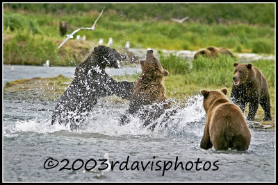 Alaskan Brown Bears (Ursus arctos)