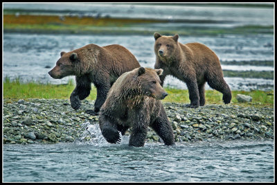 Alaskan Brown Bears