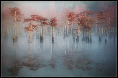 Cypress Pond in Fog