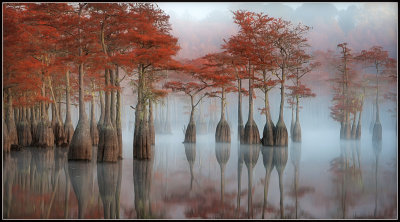 Bald Cypress Trees (Taxodium distichum)