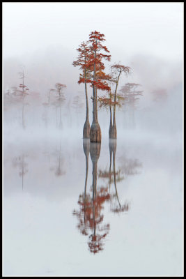 Bald Cypress Trees (Taxodium distichum)