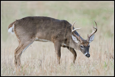 Virginia White-tailed Deer (Odocoileus virginianus)