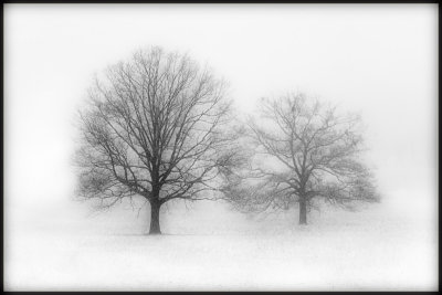Winter Trees in Snow