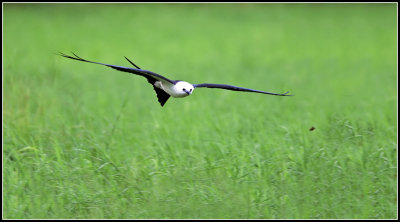 Swallow-tailed Kite (Elanoides forficatus)