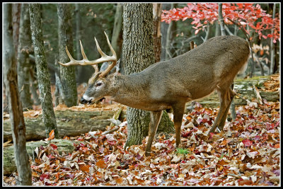 Virginia White-tailed Deer (Odocoileus virginianus)