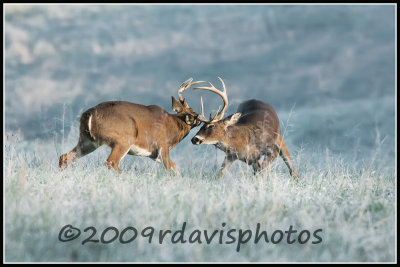 Virginia White-tailed Deer (Odocoileus virginianus)