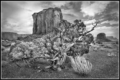 Ancient Juniper, Monument Valley