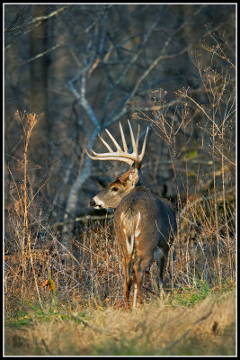 Virginia White-tailed Deer (Odocoileus virginianus)