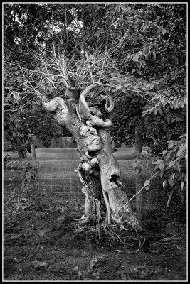 Old Mulberry Tree