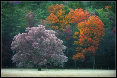 Appalachian Mountian Fall Scene