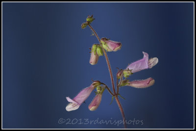 Southern or Sandhill Beardtongue (Penstemon australis)