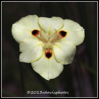 Colombian Wildflower 