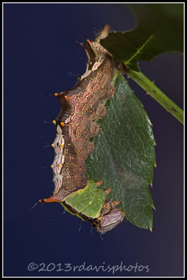 Morning Glory Prominent Moth Caterpiller (Shizura ipomoeae)