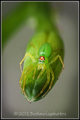 Green Magnolia Jumper