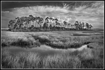 Florida Coastal Hammock