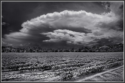 Storm Clouds Over Cotton Field
