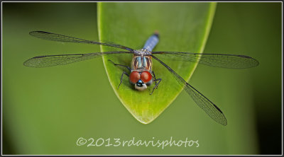 Blue Dasher Dragonfly (Pachydiplax longipennis)