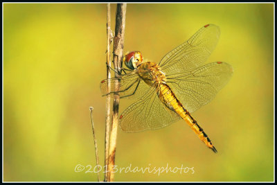Wandering Glider Dragonfly (Pantala flavescens)