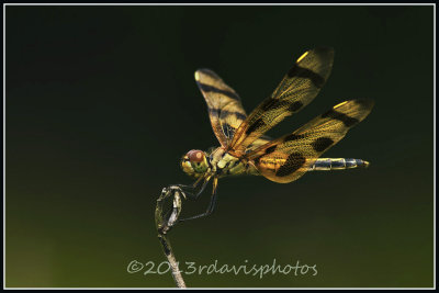 dragonflies_and_damselflies